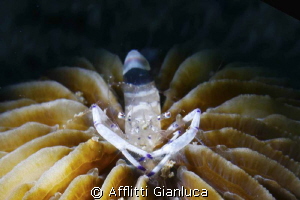 shrimp symbiont by Afflitti Gianluca 